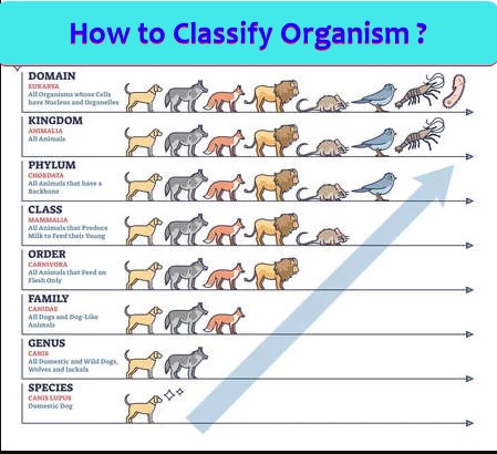 How to Classify Organisms