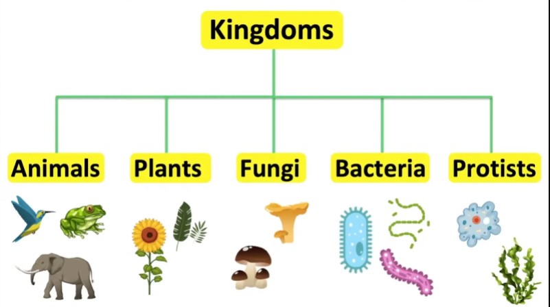 The Five Kingdom Of Species- Levels Of Classifying Species
