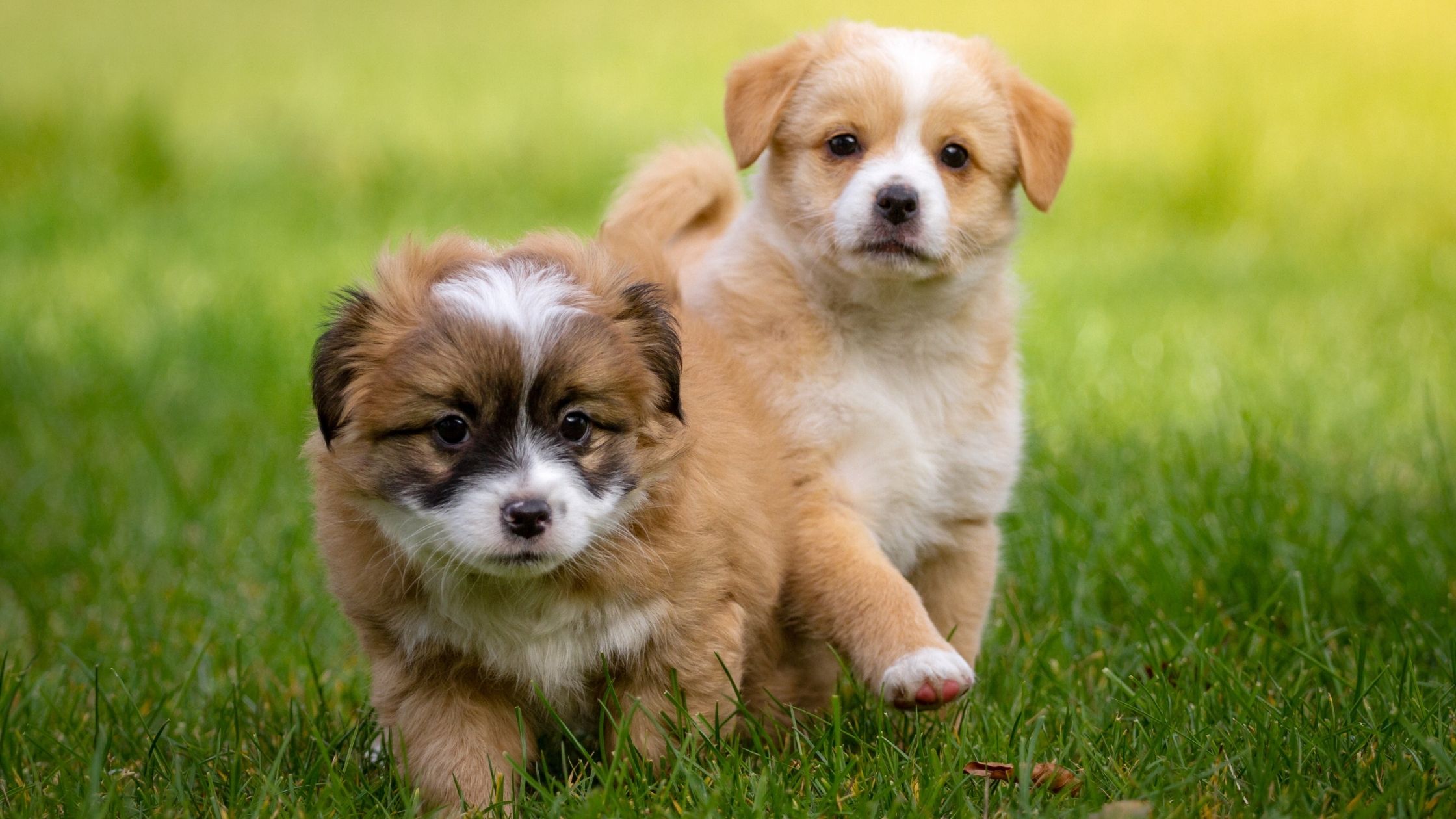 7 Adorable Dog Breeds We have Ever Seen