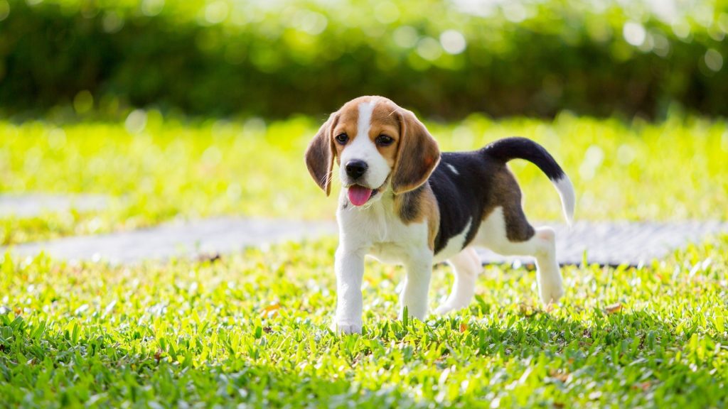 Beagle - cute dog breed
