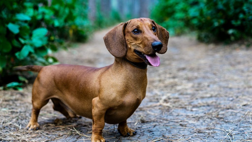 Dachshund-1024x576 7 Best of Dog Breeds We have Ever Seen