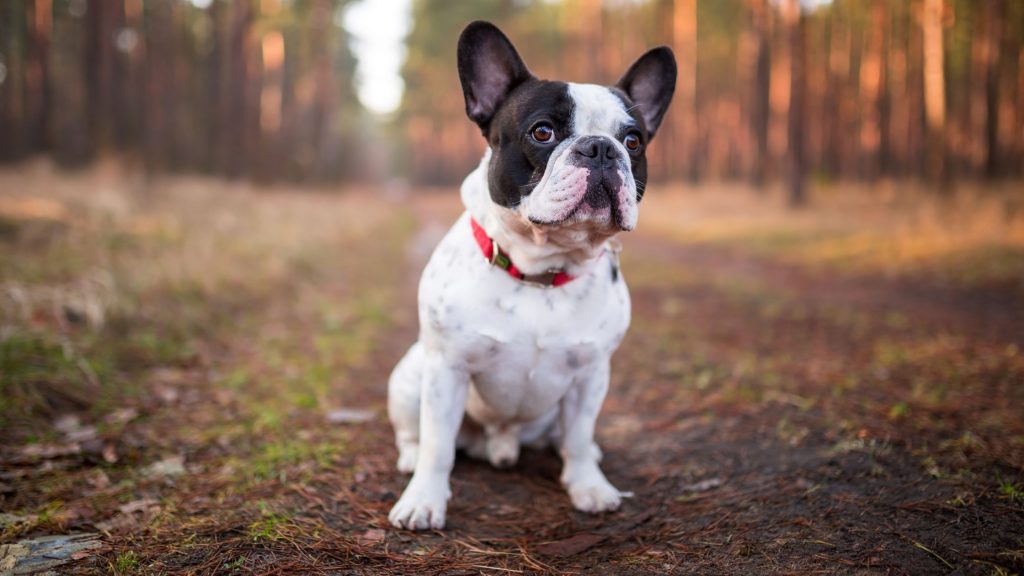 French-Bulldog-1024x576 7 Best of Dog Breeds We have Ever Seen