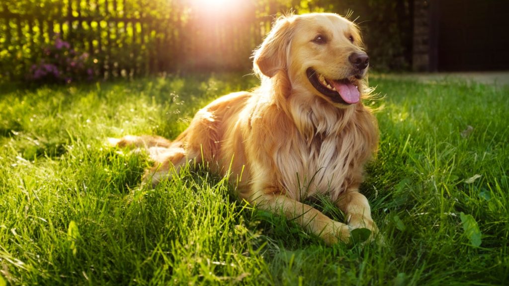 Golden Retriever- Best dog breed