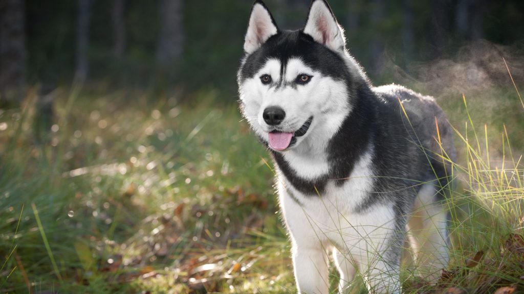Siberian-Husky-1024x576 7 Best of Dog Breeds We have Ever Seen