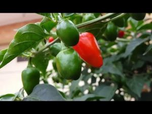 Akbare Khursani Health Benefits
