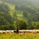 Shepherds Hut Holidays at The Queen Bee Cabin