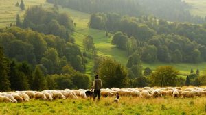 Shepherds Hut Holidays at The Queen Bee Cabin