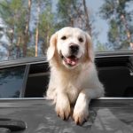 How to Easily Book a Pet Friendly Taxi to Edinburgh Airport