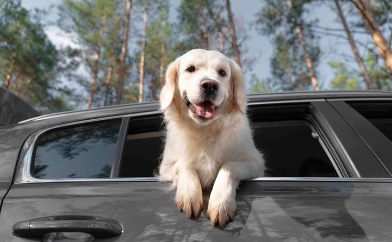 How to Easily Book a Pet Friendly Taxi to Edinburgh Airport