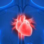 3D Illustration of Human Heart Anatomy