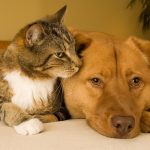 pet’s health pet products