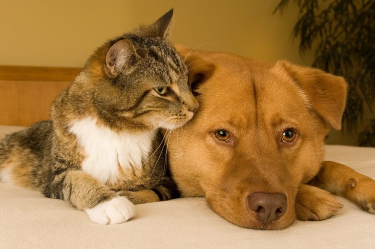 pet’s health: Purchase pet products safely