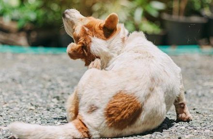 Calming Your Dog Naturally: Dog Powder for Itchy Skin unnamed (84)