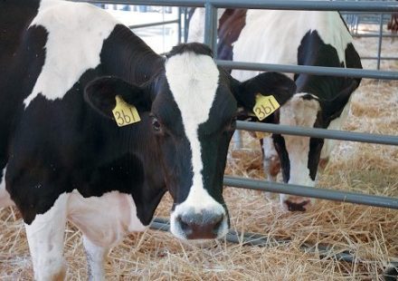 How a Veterinary Medicine Company Ensures Compliance and Product Quality unnamed (96)