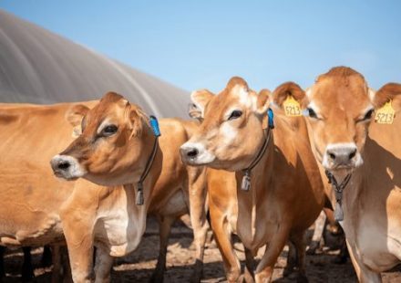 Why Franchised Veterinary Businesses Are a Profitable B2B Opportunity unnamed 2025 11 04T100652.833