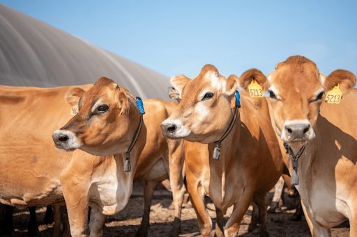 Why Franchised Veterinary Businesses Are a Profitable B2B Opportunity unnamed 2025 11 04T100652.833