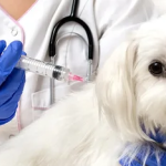 best vaccines for pets
