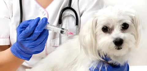 best vaccines for pets
