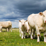 Veterinary Medicine Manufacturer in Haryana