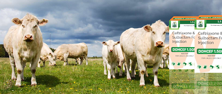 Veterinary Medicine Manufacturer in Haryana: A Buyer’s Guide for Animal Health Brands Veterinary Medicine Manufacturer in Haryana