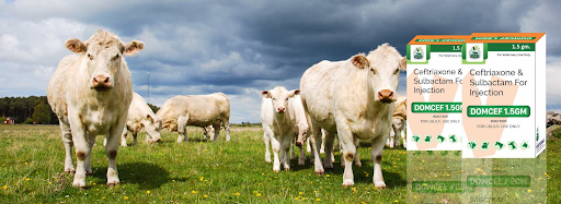 Veterinary Medicine Manufacturer in Haryana: A Buyer’s Guide for Animal Health Brands Veterinary Medicine Manufacturer in Haryana